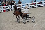 Devon-Saddlebreds-5-29-14-6867-DDeRosaPhoto