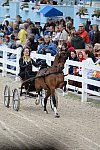 Devon-Saddlebreds-5-29-14-6868-DDeRosaPhoto