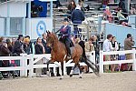 Devon-Saddlebreds-5-29-14-6913-DDeRosaPhoto