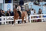 Devon-Saddlebreds-5-29-14-6917-DDeRosaPhoto