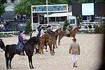 Devon-Saddlebreds-5-29-14-6967-DDeRosaPhoto