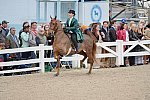 Devon-Saddlebreds-5-29-14-6986-DDeRosaPhoto