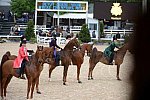 Devon-Saddlebreds-5-29-14-7005-DDeRosaPhoto