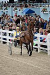Devon-Saddlebreds-5-29-14-7016-DDeRosaPhoto