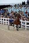 Devon-Saddlebreds-5-29-14-7017-DDeRosaPhoto