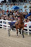 Devon-Saddlebreds-5-29-14-7018-DDeRosaPhoto