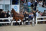 Devon-Saddlebreds-5-29-14-7039-DDeRosaPhoto