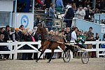 Devon-Saddlebreds-5-29-14-7041-DDeRosaPhoto
