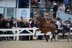 Devon-Saddlebreds-5-29-14-7044-DDeRosaPhoto