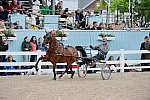 Devon-Saddlebreds-5-29-14-7050-MrsBones-CharlesJones-DDeRosaPhoto