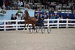 Devon-Saddlebreds-5-29-14-7051-DDeRosaPhoto