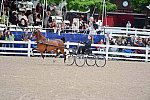 Devon-Saddlebreds-5-29-14-7058-RobertBrickell-JeromySmith-DDeRosaPhoto