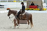 Dressage-at-Devon-9-27-13-4680-DDeRosaPhoto