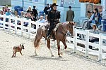 Dressage-at-Devon-9-27-13-4683-DDeRosaPhoto