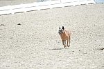 Dressage-at-Devon-9-27-13-4684-DDeRosaPhoto