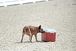 Dressage-at-Devon-9-27-13-4685-DDeRosaPhoto