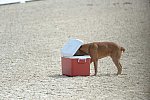 Dressage-at-Devon-9-27-13-4686-DDeRosaPhoto