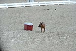 Dressage-at-Devon-9-27-13-4690-DDeRosaPhoto