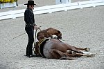 Dressage-at-Devon-9-27-13-4695-DDeRosaPhoto