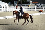 Dressage-at-Devon-9-27-13-4792-DDeRosaPhoto
