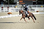 Dressage-at-Devon-9-27-13-4799-DDeRosaPhoto