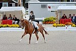Dressage-at-Devon-9-27-13-4831-DDeRosaPhoto