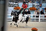 Dressage-at-Devon-9-27-13-5016-DDeRosaPhoto