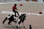 Dressage-at-Devon-9-27-13-5018-DDeRosaPhoto