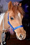 EQUUSFF-11-2016-8136--DDeRosaPhoto
