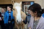 EQUUSFF-11-2016-8196--DDeRosaPhoto