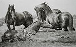 Vasilios Sofianidis - 62X40cm ''Summer mud bath''