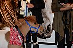 EQUUSFF-11-2016-8675-NinaGlaichevaPhoto