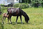 EFF-Canada-7-20-18-6138-DDeRosaPhoto