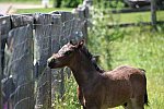 EFF-Canada-7-20-18-6146-DDeRosaPhoto