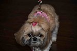 EFF-PA-4-12-19-4600-DDeRosaPhoto