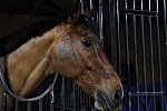 EFF21-11-11-21-6187-DDeRosaPhoto