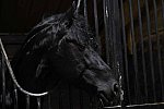 EFF21-11-11-21-6196-DDeRosaPhoto