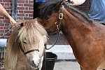 GALLOPNYC-5-22-2022-9624-DDeRosaPhoto