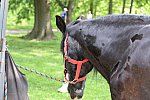 GALLOPNYC-5-22-2022-4194-DDeRosaPhoto