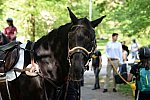 GALLOPNYC-5-22-2022-4208-DDeRosaPhoto