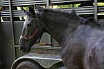 GALLOPNYC-5-22-2022-9353-DDeRosaPhoto
