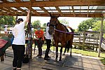 GallopNYC Sunrise-Farm-06-26-22-5260-DDeRosaPhoto