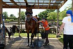 GallopNYC Sunrise-Farm-06-26-22-5270-DDeRosaPhoto