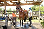 GallopNYC Sunrise-Farm-06-26-22-5274-DDeRosaPhoto