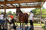 GallopNYC Sunrise-Farm-06-26-22-5276-DDeRosaPhoto