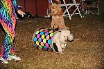 HC09-8-29-09-KidsDay-113-DDeRosaPhoto.jpg