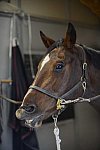 HHB1-10-13-12-9285-EauDeVie-DDeRosaPhoto