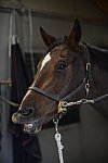 HHB1-10-13-12-9287-EauDeVie-DDeRosaPhoto