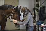 HHB1-10-13-12-9691-Atego-MarianNilsen-DDeRosaPhoto