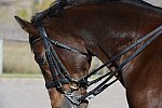 HHB2-10-14-12-1620-Atego-DDeRosaPhoto